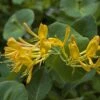 Chèvrefeuille De Tellman - Lonicera Tellmaniana -Plantes Vertes Boutique Lonicera tellmaniana 83651 1
