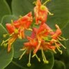 Chèvrefeuille - Lonicera X Heckrotii Firecracker® -Plantes Vertes Boutique Lonicera x heckrotii Firecracker 85668 1