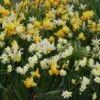 Collection De 45 Mini Narcisses -Plantes Vertes Boutique Melange Mini Narcisse 58655 1