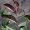 Noyer Commun Purpurea - Juglans Regia -Plantes Vertes Boutique Noyer commun Purpurea Juglans regia V 1003791 1