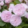 Rosier David Austin Olivia Rose Austin -Plantes Vertes Boutique Olivia Rose Austin 712922 1