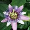 Passiflore Perfume Passion -Plantes Vertes Boutique PASSIFLORA belotii PERFUME PASSION cov 681329 1