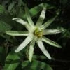 Passiflora Mucronata - Fleur De La Passion -Plantes Vertes Boutique Passiflora mucronata 87021 1