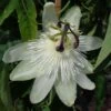 Passiflora Subpeltata - Fleur De La Passion -Plantes Vertes Boutique Passiflora subpeltata 87024 1