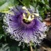 Passiflore Byron Beauty - Fleur De La Passion