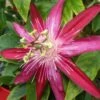 Passiflore Michael - Fleur De La Passion -Plantes Vertes Boutique Passiflore Michael 87020 1