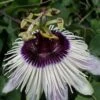 Passiflore Panda - Fleur De La Passion -Plantes Vertes Boutique Passiflore Panda 87022 1