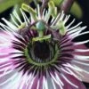 Passiflore - Passiflora Eden -Plantes Vertes Boutique Passiflore Passiflora Eden copyright 1010991 1