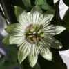 Passiflore - Passiflora White Lightening -Plantes Vertes Boutique Passiflore Passiflora White Lightening copyright 1009201 1