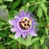 Passiflore Caerulea Purple Haze - Fleur De La Passion -Plantes Vertes Boutique Passiflore Purple Haze 681463 1