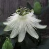 Passiflore Snow Queen - Fleur De La Passion -Plantes Vertes Boutique Passiflore Snow Queen 83653 1