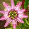 Passiflore Victoria - Fleur De La Passion -Plantes Vertes Boutique Passiflore Victoria 681334 1