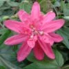 Passiflore Insignis Pink Passion - Fleur De La Passion 2 Passiflore Insignis Pink Passion - Fleur De La Passion -Plantes Vertes Boutique Passiflore insignis Pink Passion 681331 1