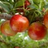 Pluot Flavor Candy - Prunus Pluot -Plantes Vertes Boutique PluotFlavor Candy 79215 1