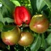 Pluot Flavor Supreme -Plantes Vertes Boutique PluotFlavor Supreme 79219 1