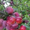 Pluot Pink Candy - Prunus Pluot 2 Pluot Pink Candy - Prunus Pluot -Plantes Vertes Boutique PluotPink Candy 78217 1