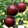 Pluot Purple Candy - Prunus Pluot 1 Pluot Purple Candy - Prunus Pluot -Plantes Vertes Boutique PluotPurple Candy 79221 1
