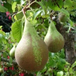 Poirier Conférence - Palmette Simple U