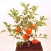 Pommier Nain Garden Sun Red -Plantes Vertes Boutique Pommier nain Garden Sun Red 78322 1