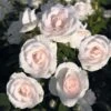 Rosier Couvre-sol Aspirin Rose -Plantes Vertes Boutique Rosa Aspirin Rose en racines nues 85508 2