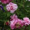 Rosier Ancien Old Blush -Plantes Vertes Boutique Rosa Old Blush China 82391 1