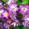 Rosier Grimpant Veilchenblau -Plantes Vertes Boutique Rosa Veilchenblau LD Spedona 66503 1