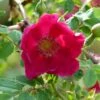 Rosier Botanique - Rosa Moyesii Geranium -Plantes Vertes Boutique Rosa moyesii Geranium 82298 2