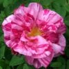 Rosier Ancien Gallica Versicolor -Plantes Vertes Boutique Rosa x gallica Versicolor 66568 1 2