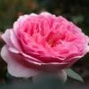Rosier David Austin Princess Alexandra Of Kent -Plantes Vertes Boutique Rosier Anglais Princess Alexandra of Kent 66549 1