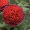 Rosier à Grandes Fleurs Astrid Gräfin Von Hardenberg (Nuit De Chine) -Plantes Vertes Boutique Rosier Astrid Grafin von Hardenberg 771442 1