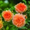 Rosier David Austin Dame Judi Dench -Plantes Vertes Boutique Rosier David Austin Dame Judi Dench 847072 1