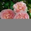 Rosier David Austin Strawberry Hill -Plantes Vertes Boutique Rosier David Austin Strawberry Hill 82311 1
