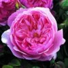 Rosier David Austin The Alnwick Rose -Plantes Vertes Boutique Rosier David Austin The Alnwick Rose en racines nues 84568 1