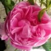 Rosier Ancien Fantin Latour -Plantes Vertes Boutique Rosier Fantin Latour 82278 1