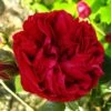 Rosier Grimpant Red Eden Rose -Plantes Vertes Boutique Rosier Grimpant a grandes fleurs Red Eden Rose EricTabarly 71279 1