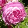 Rosier Ancien La Reine Victoria -Plantes Vertes Boutique Rosier La Reine Victoria 71269 1