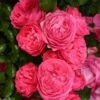 Rosier Patio Rose Moin Moin 2 Rosier Patio Rose Moin Moin -Plantes Vertes Boutique Rosier PATIO ROSE Moin Moin 888980 1
