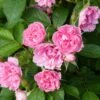 Rosier Ancien Pink Grootendorst -Plantes Vertes Boutique Rosier Pink Grootendorst copyright 712772 1