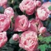 Rosier Ancien Raubritter -Plantes Vertes Boutique Rosier Raubritter 771419 1