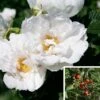 Rosier Savoranova White -Plantes Vertes Boutique Rosier SAVORANOVA White 889100 1