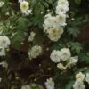 Rosier Liane Sander's White Rambler -Plantes Vertes Boutique Rosier Sander s White Rambler 57074 1
