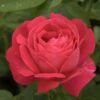 Rosier Ancien Ulrich Brunner Fils -Plantes Vertes Boutique Rosier Urich Bruner Fils 771440 1