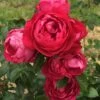 Rosier à Grandes Fleurs Jingle Bells -Plantes Vertes Boutique Rosier a grandes fleurs Jingle Bells 858132 1