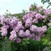 Rosier Liane Blush Rambler - Rose Ancienne -Plantes Vertes Boutique Rosier ancien Blush Rambler 81566 1