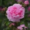 Rosier Ancien Chapeau De Napoléon -Plantes Vertes Boutique Rosier ancien Chapeau de Napoleon 83581 1