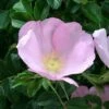 Rosier Rugosa Frau Dagmar Hastrup -Plantes Vertes Boutique Rosier ancien Frau Dagmar Hastrup 71328 1