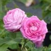 Rosier Ancien Mrs John Laing -Plantes Vertes Boutique Rosier ancien Mrs John Laing 84559 1