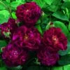 Rosier Ancien Tuscany Superb -Plantes Vertes Boutique Rosier ancien Tuscany 66559 1
