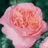 Rosier Anglais English Legend Rose De Cornouaille -Plantes Vertes Boutique Rosier anglais English Legend Rose de Cornouaille source Chastel pepiniere 15422 1