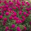 Rosier David Austin Thomas à Becket -Plantes Vertes Boutique Rosier anglais Thomas Becket 66557 1 1